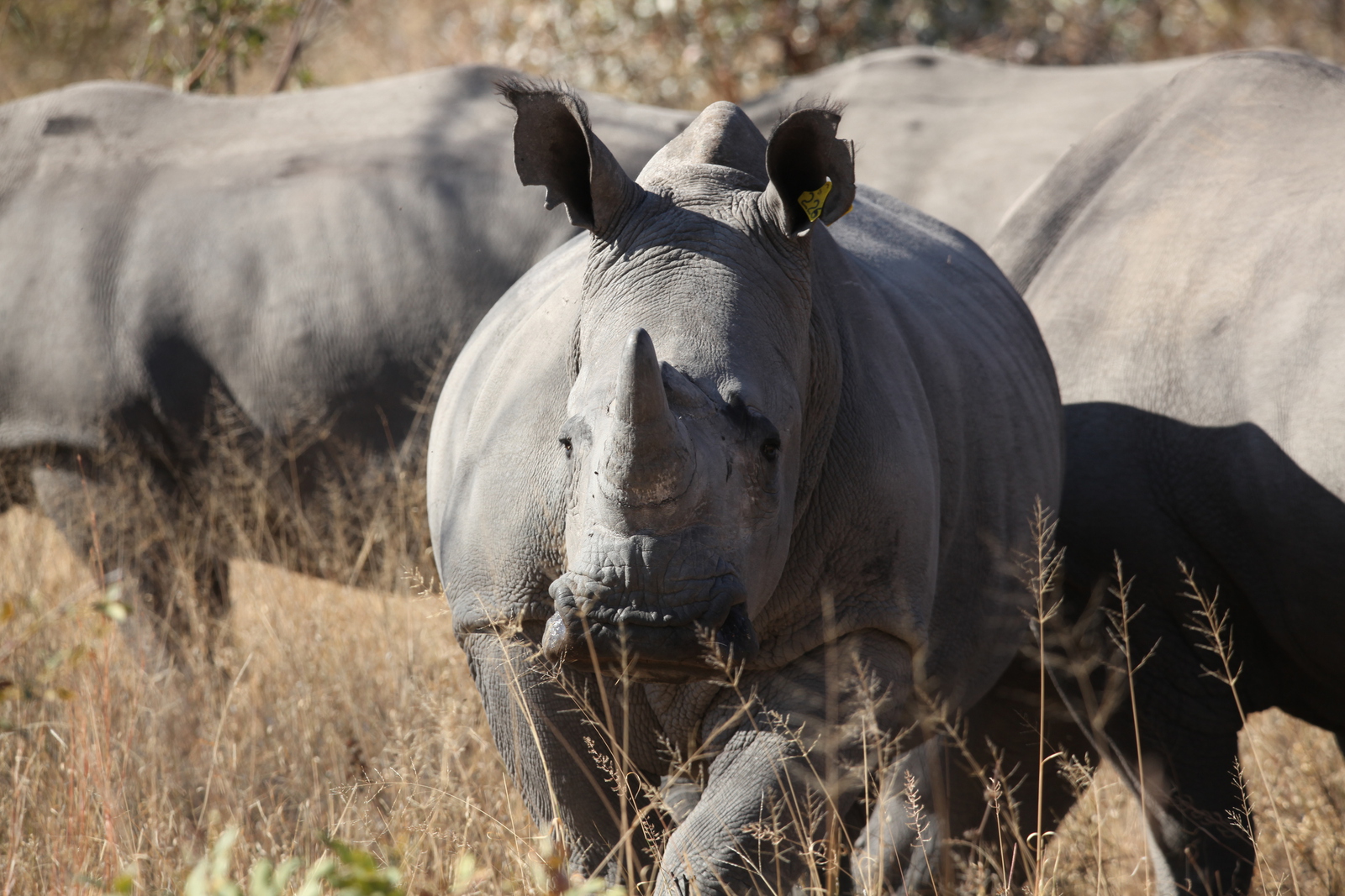 Matobo N.P.: Witte Neushoorn  (Ceratotherium Simum).1397