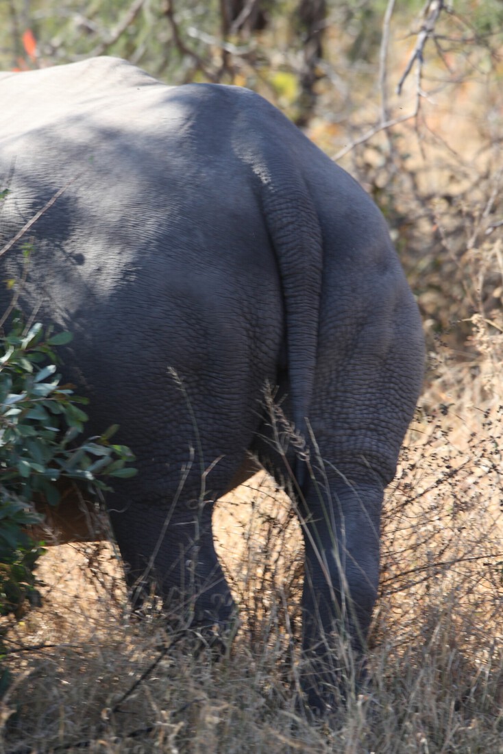 Matobo N.P.: Witte Neushoorn  (Ceratotherium Simum).1403