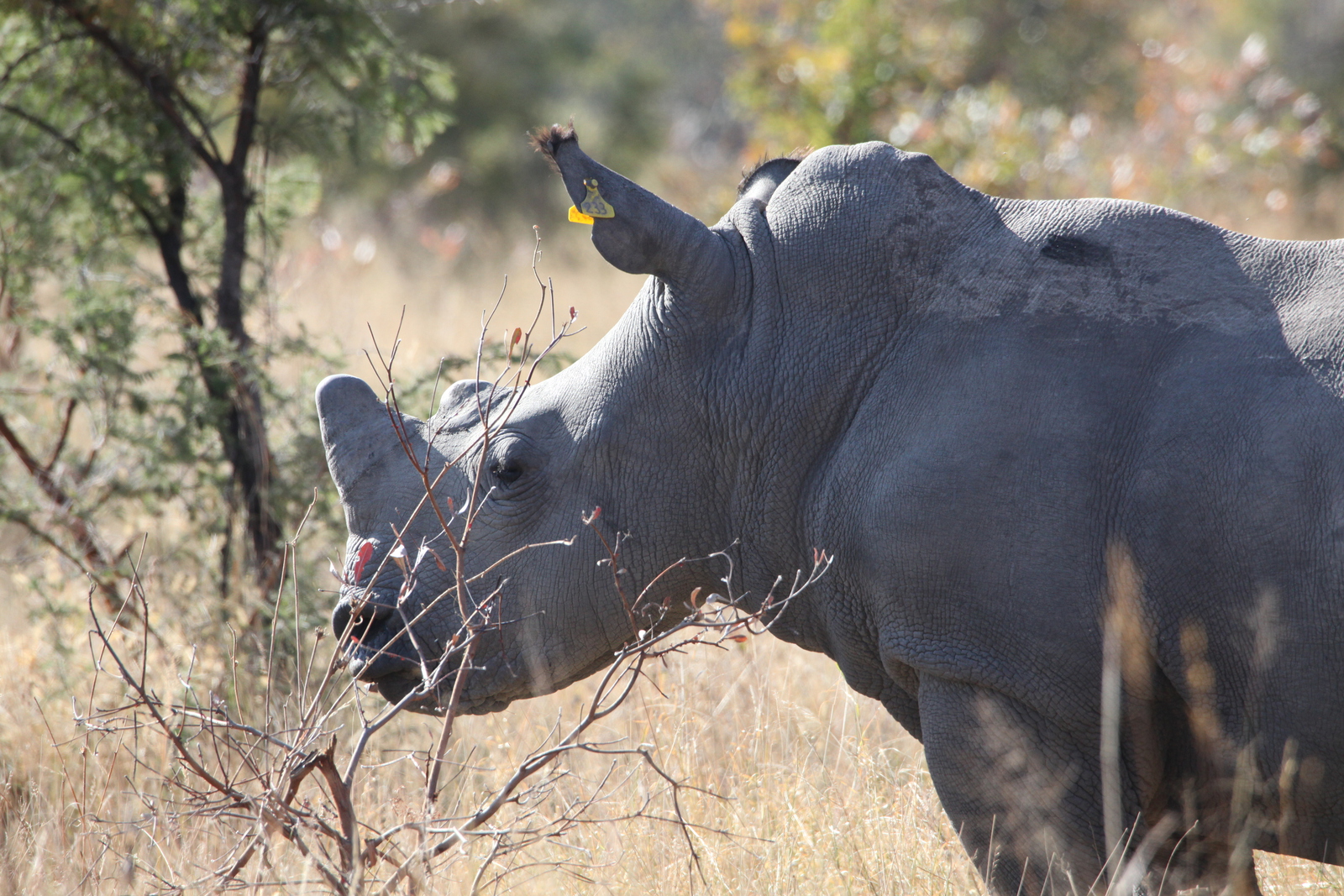 Matobo N.P.: Witte Neushoorn  (Ceratotherium Simum).1413