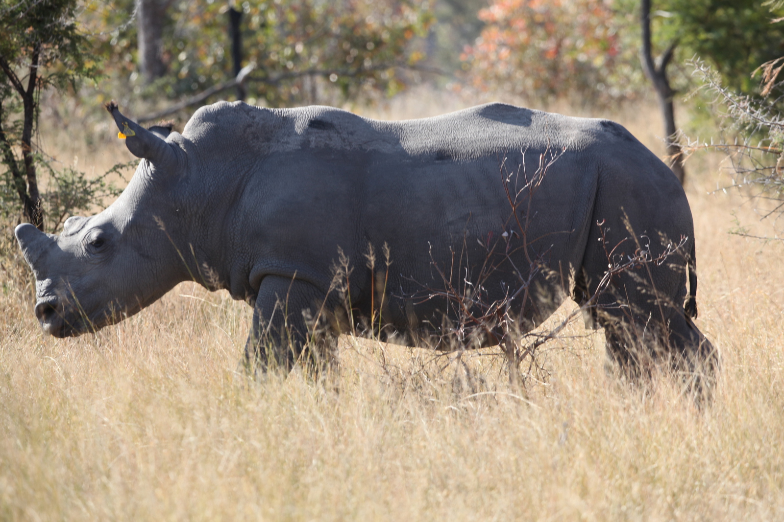 Matobo N.P.: Witte Neushoorn  (Ceratotherium Simum).1414