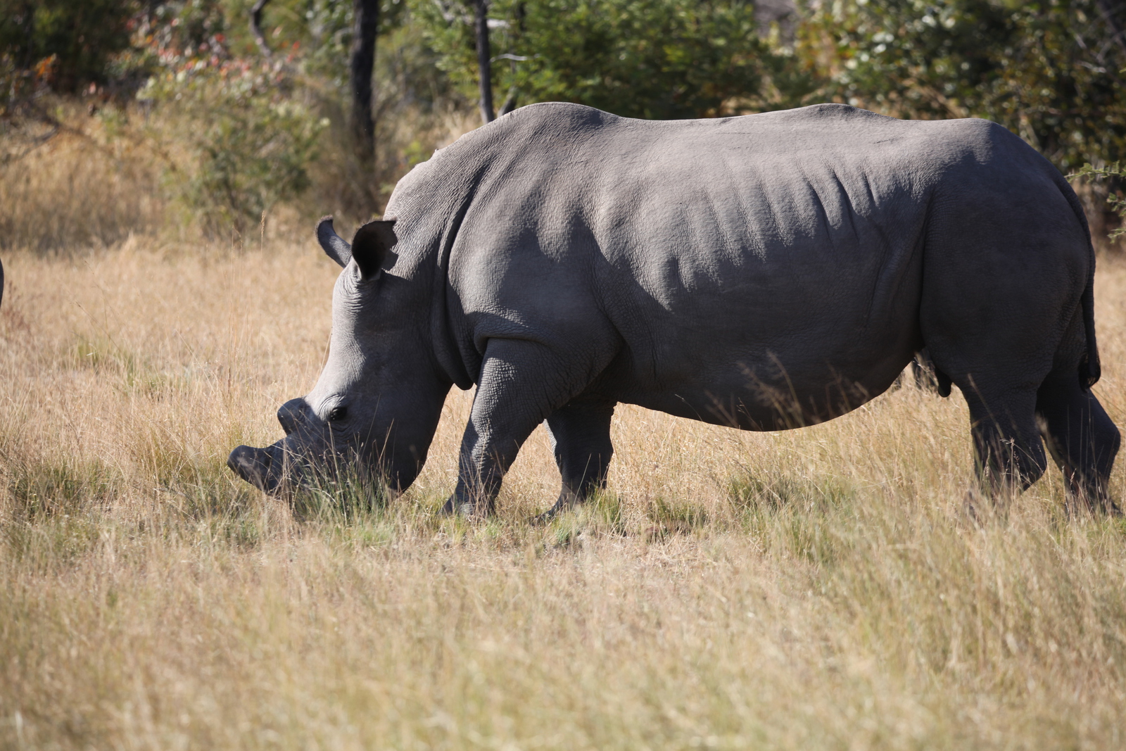 Matobo N.P.: Witte Neushoorn  (Ceratotherium Simum).1416