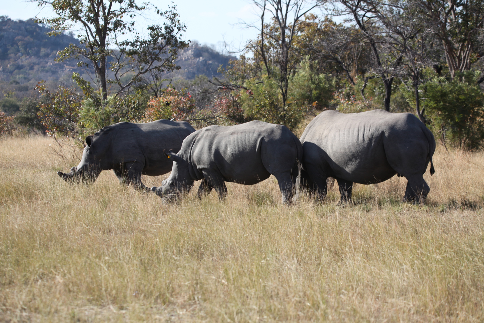 Matobo N.P.: Witte Neushoorn  (Ceratotherium Simum).1418