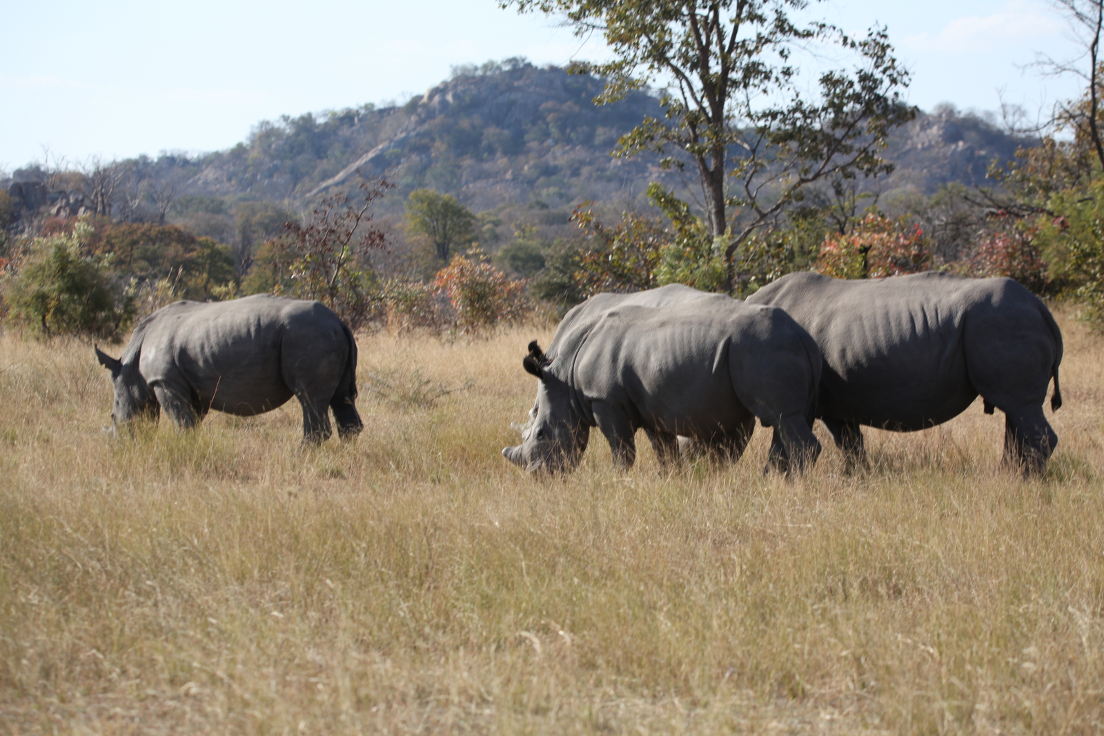 Matobo N.P.: Witte Neushoorn  (Ceratotherium Simum).1419