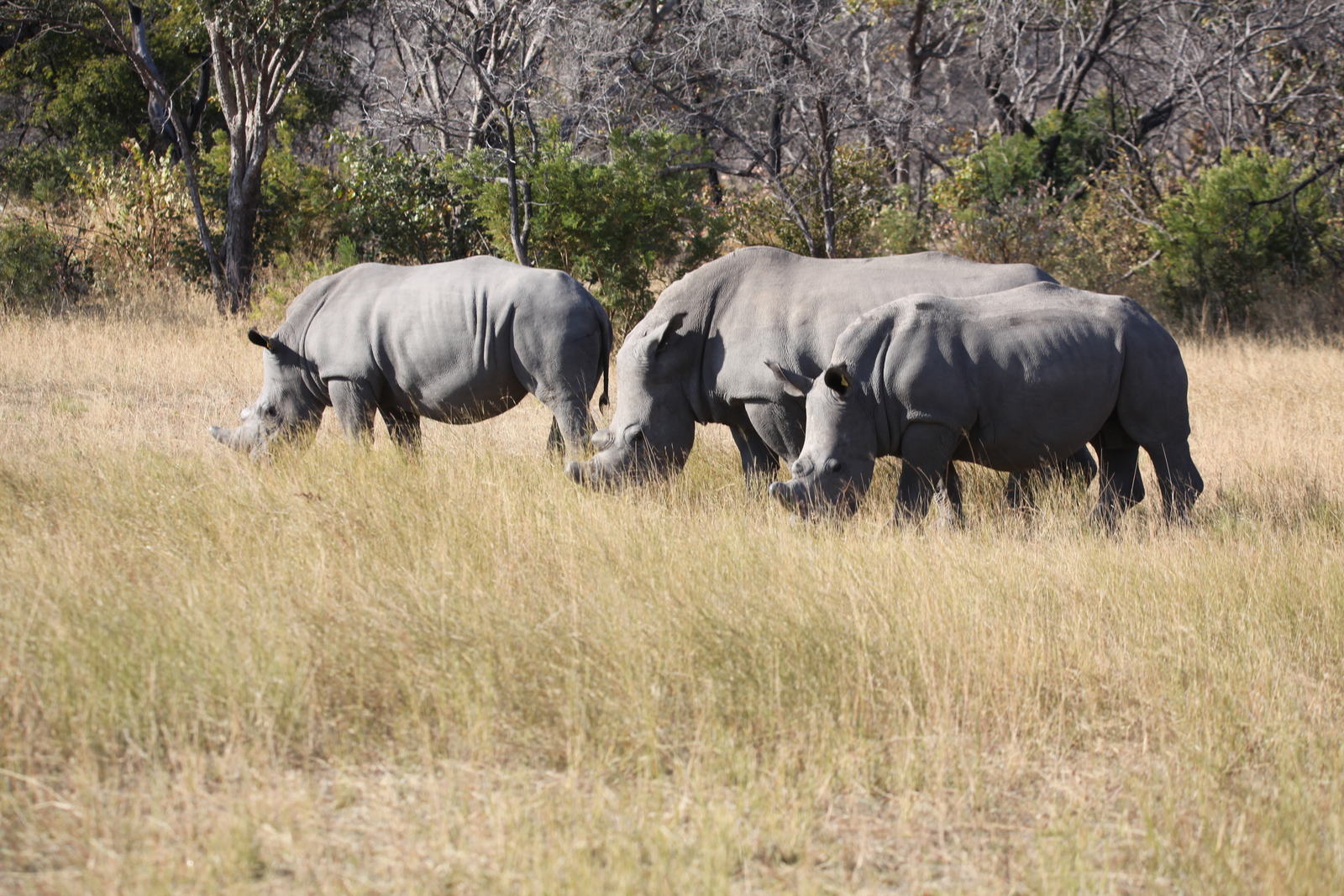 Matobo N.P.: Witte Neushoorn  (Ceratotherium Simum).1421
