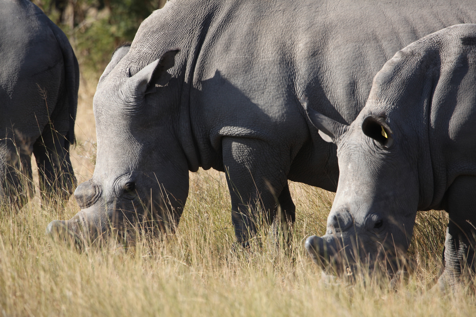 Matobo N.P.: Witte Neushoorn  (Ceratotherium Simum).1422