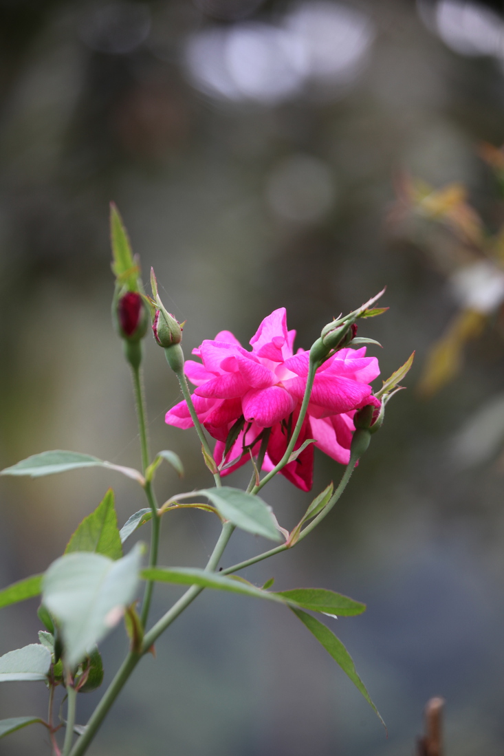 Flores .0117