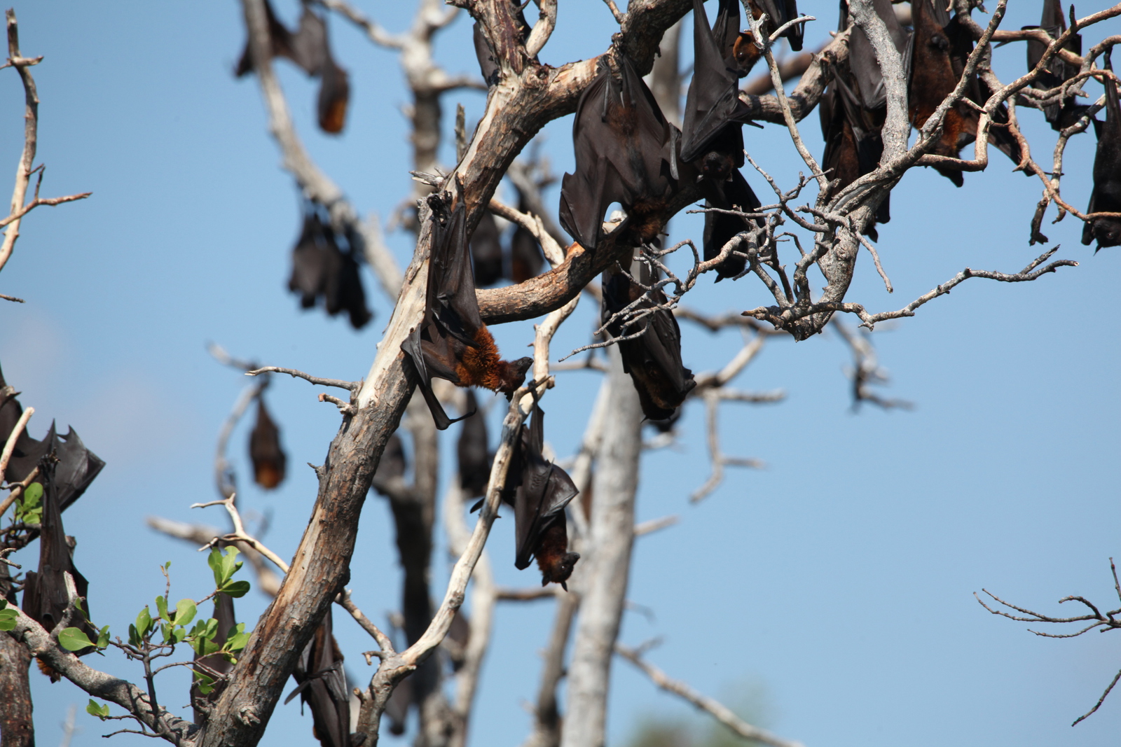 N.P. Pulau Tujuhbelas: Kalong (Pteropus Vampyrus) .0126