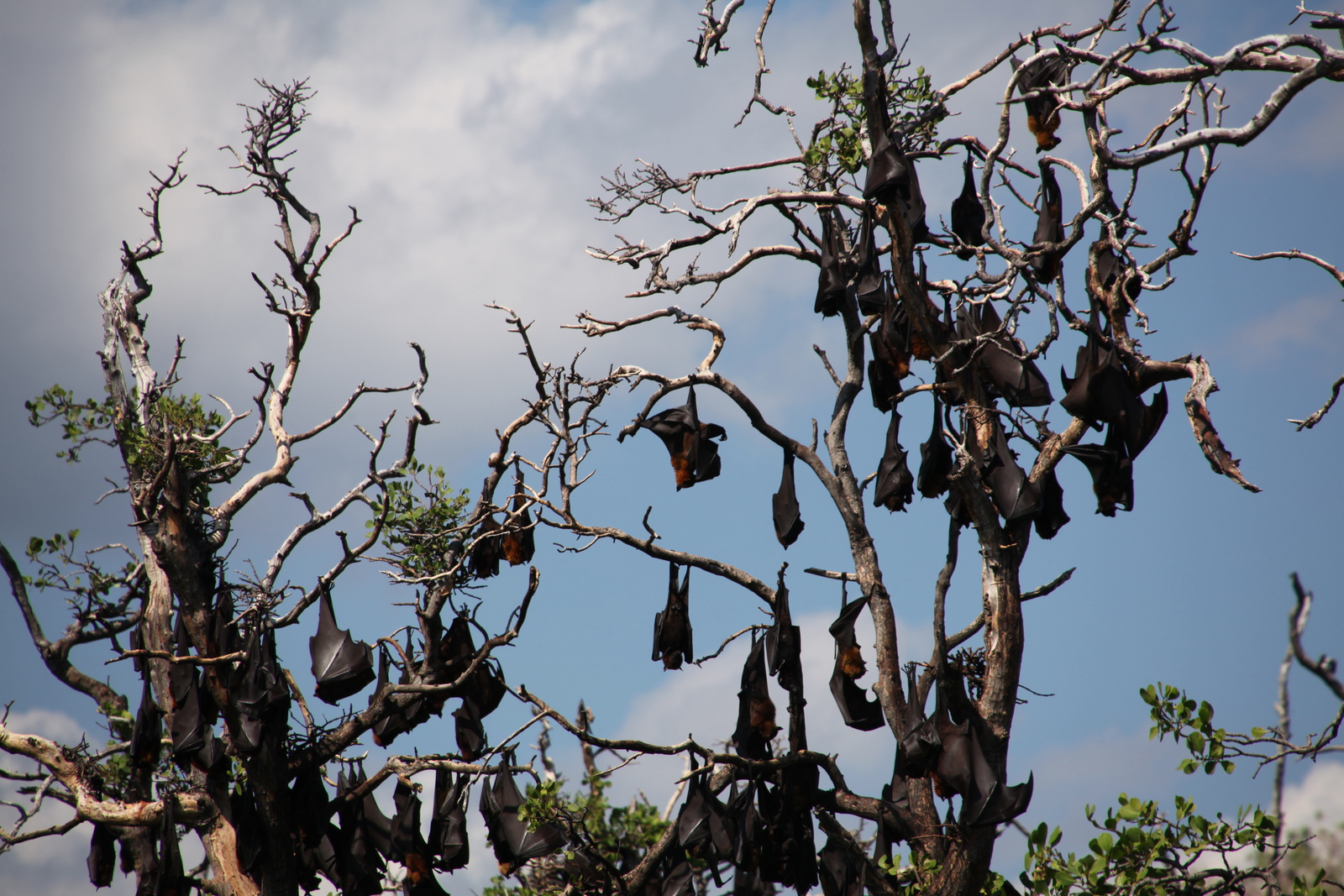 N.P. Pulau Tujuhbelas: Kalong (Pteropus Vampyrus) .0134