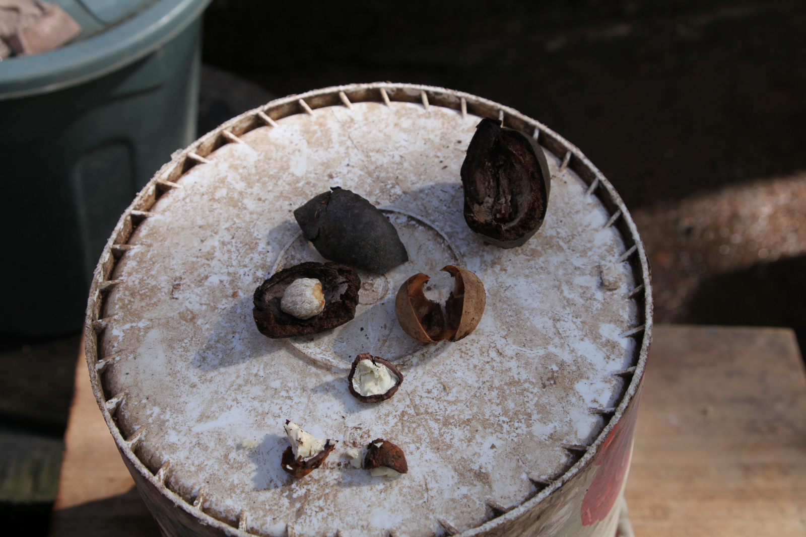 Riung: Nootmuskaat (Myristica Fragrans) .0145