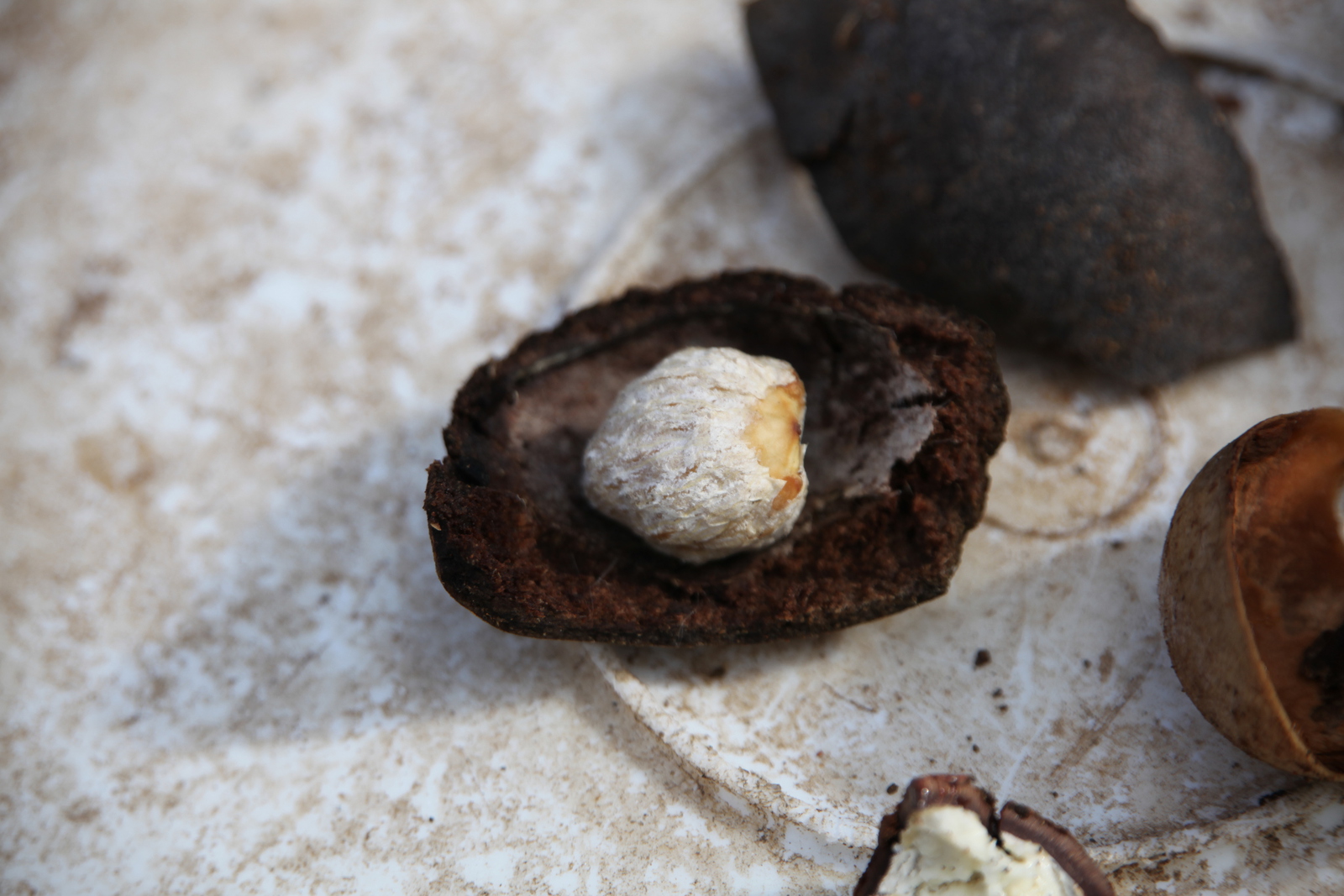 Riung: Nootmuskaat (Myristica Fragrans) .0147