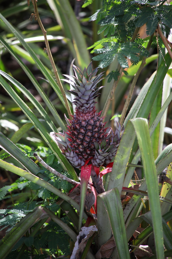 Riung: Ananas (Ananas Comosus) .0152