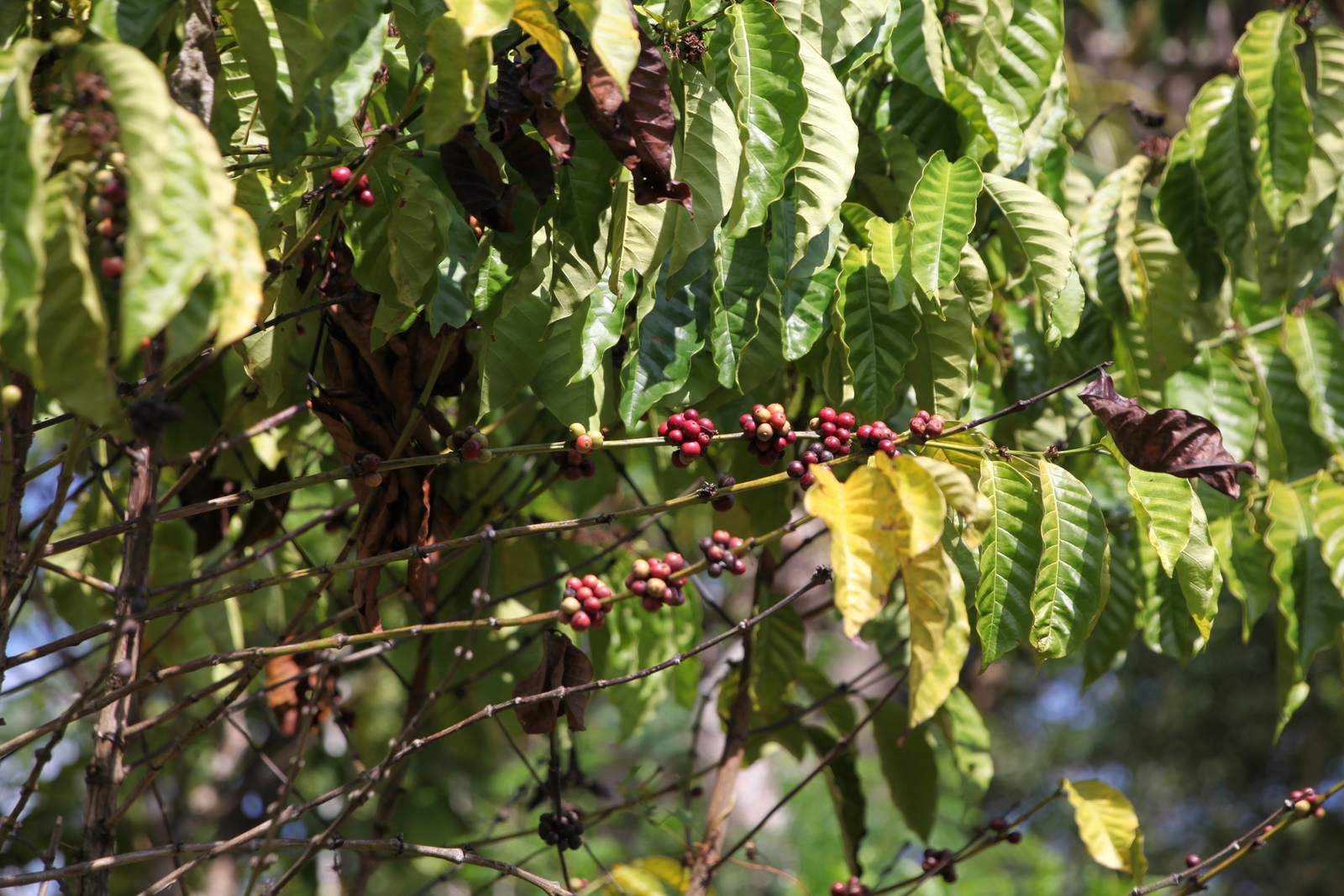 Riung: Koffie (Coffea Arabica) .0154