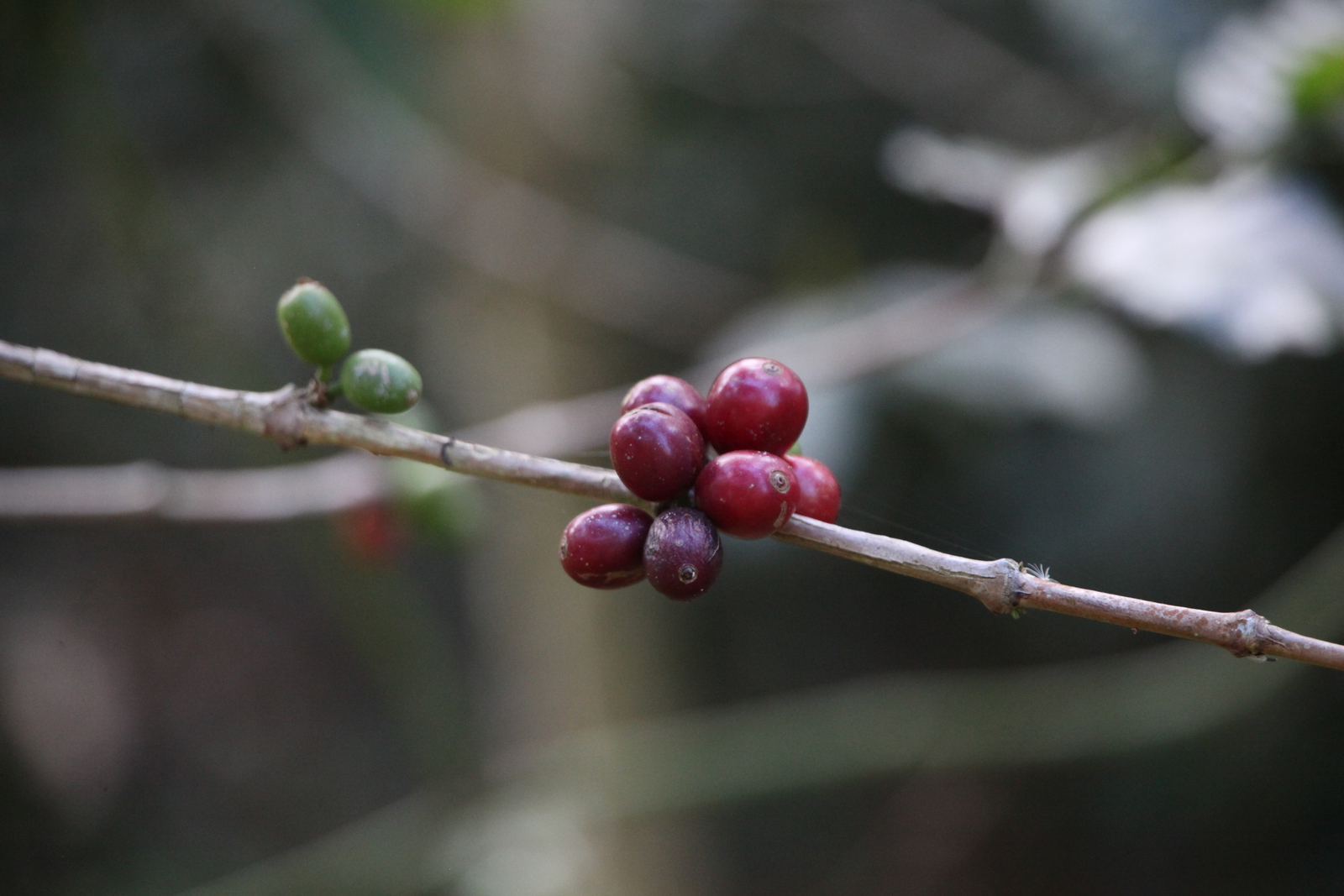 Bajawa: Koffie (Coffea Arabica) .0187
