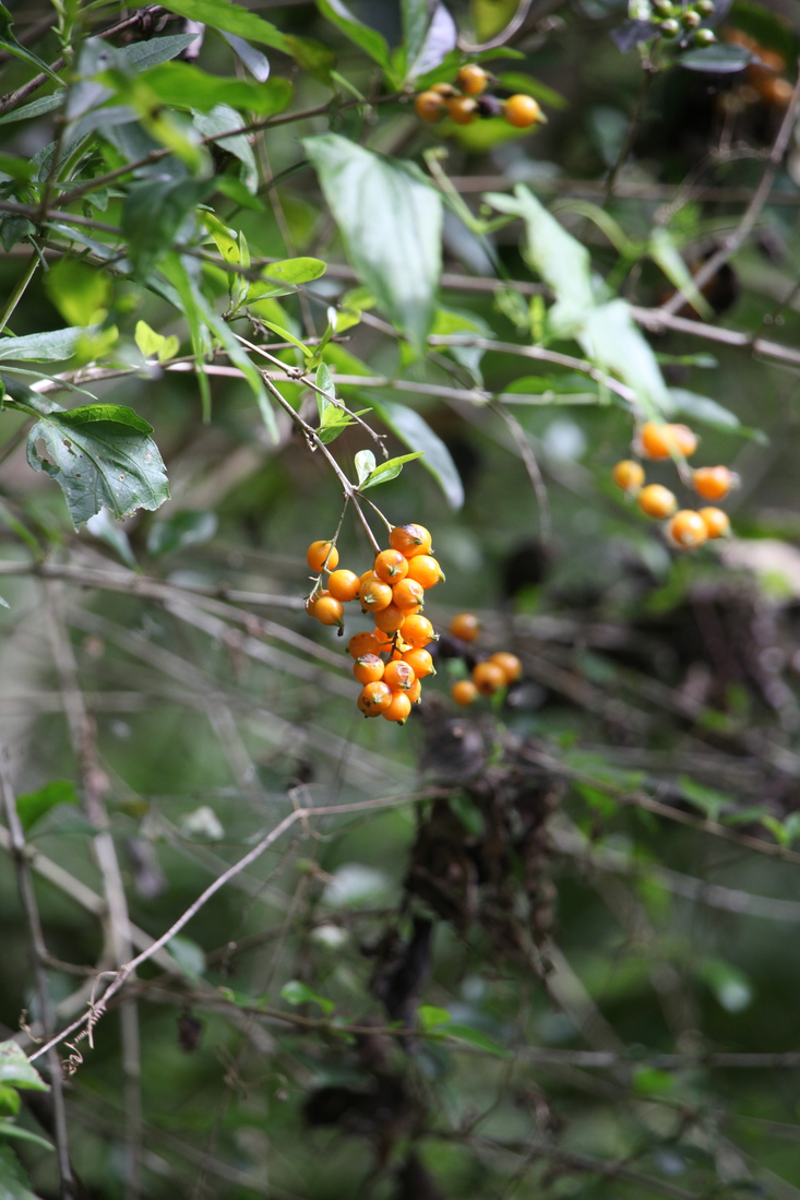Bajawa .0189