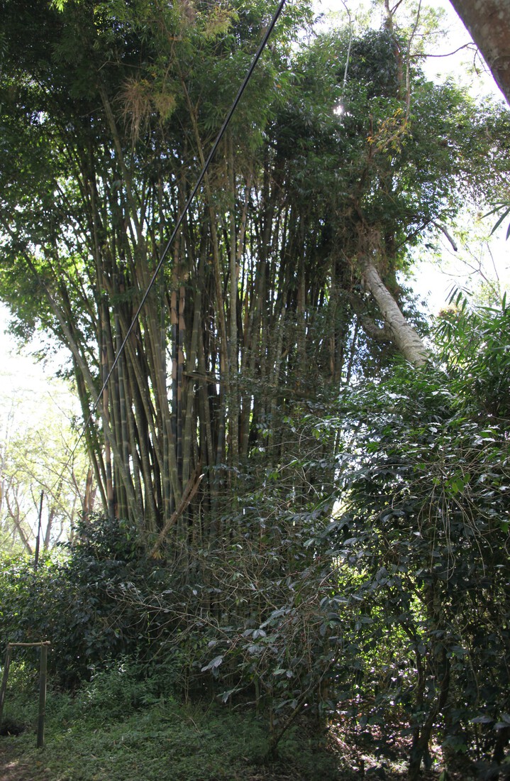 Bajawa: Bamboe (Bambusa Vulgaris) .0194