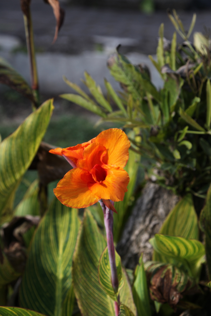 Bena .0239