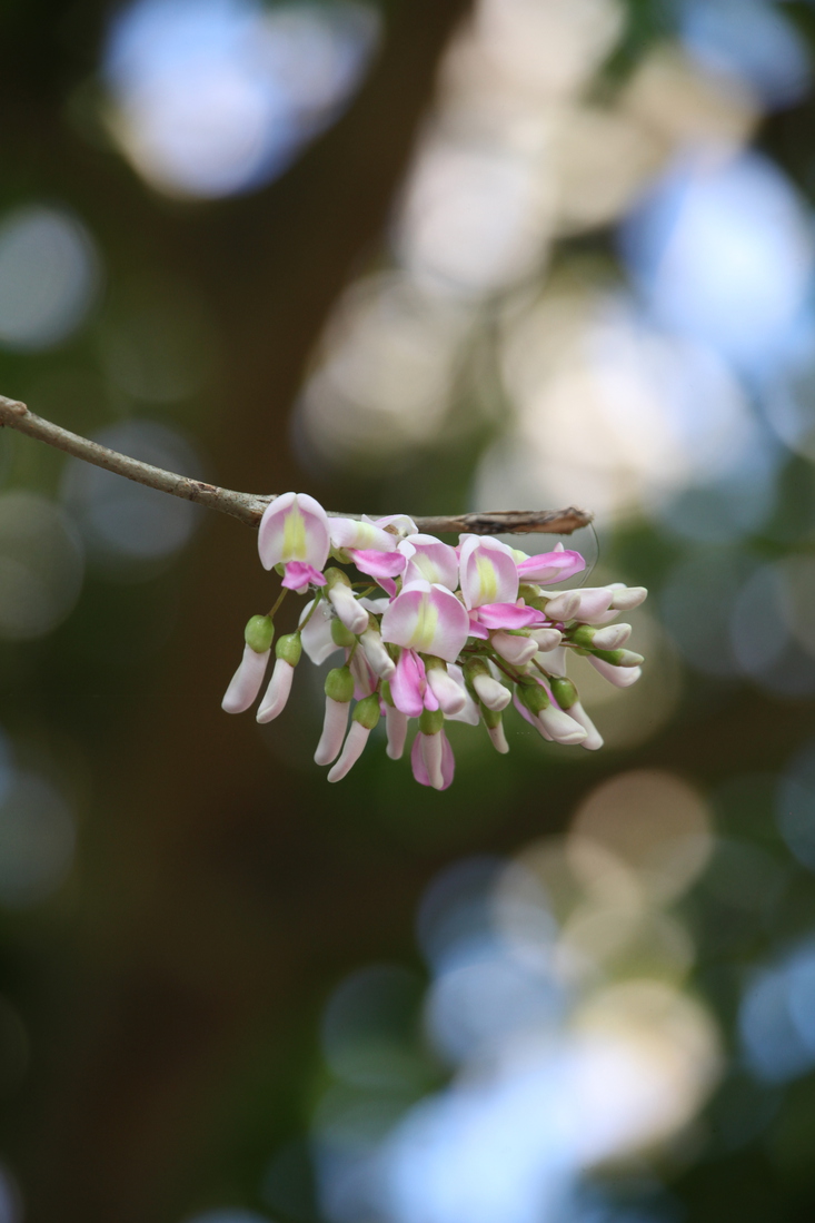 Flores .0252