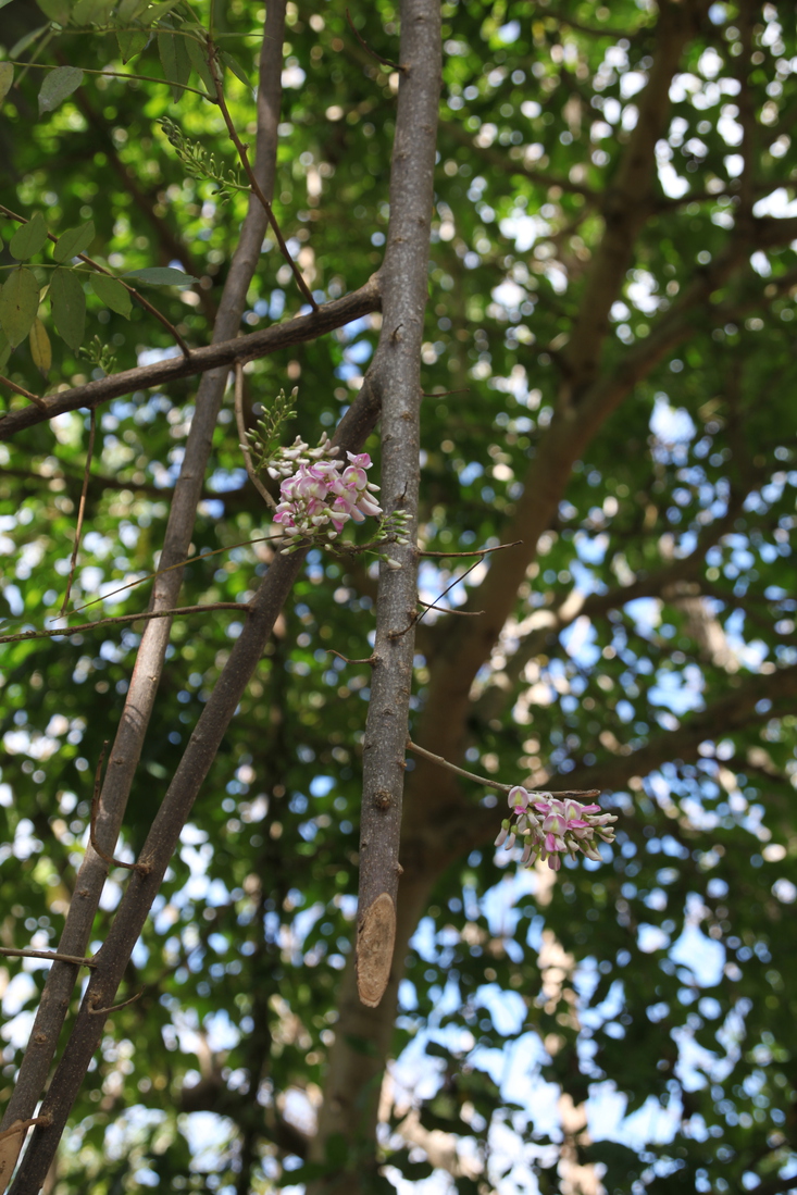 Flores .0253