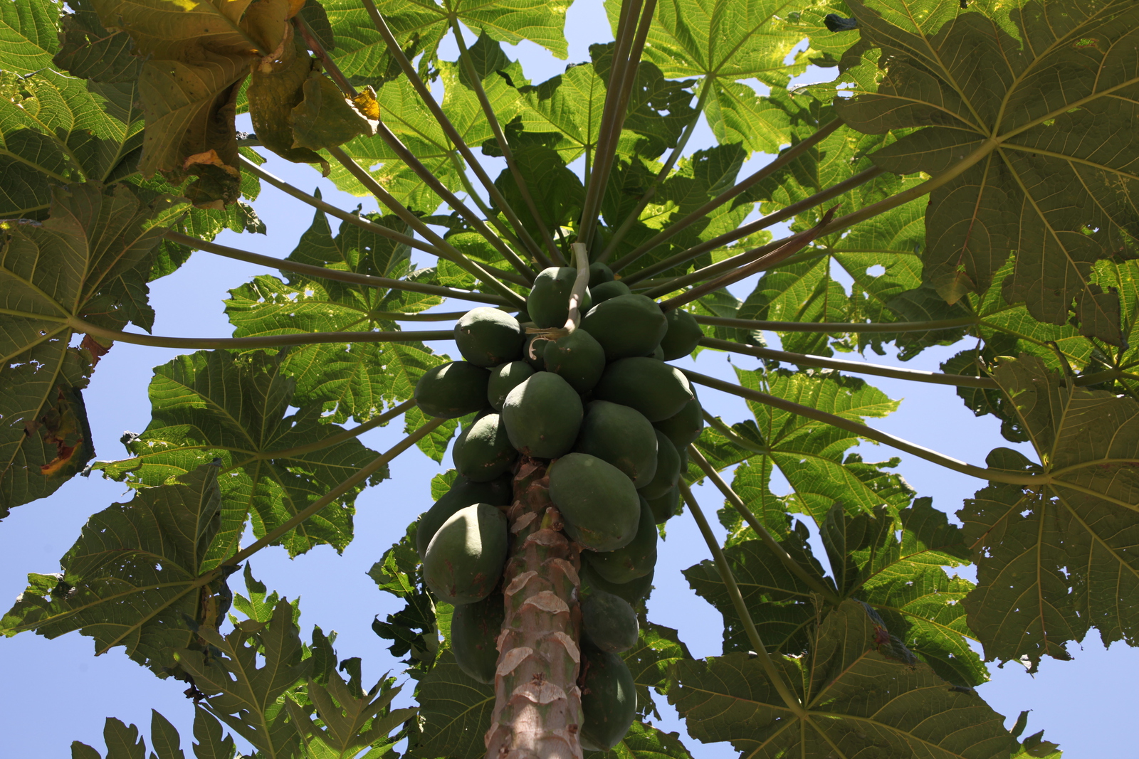 Flores: Papaja (Carica Papaya) .0336