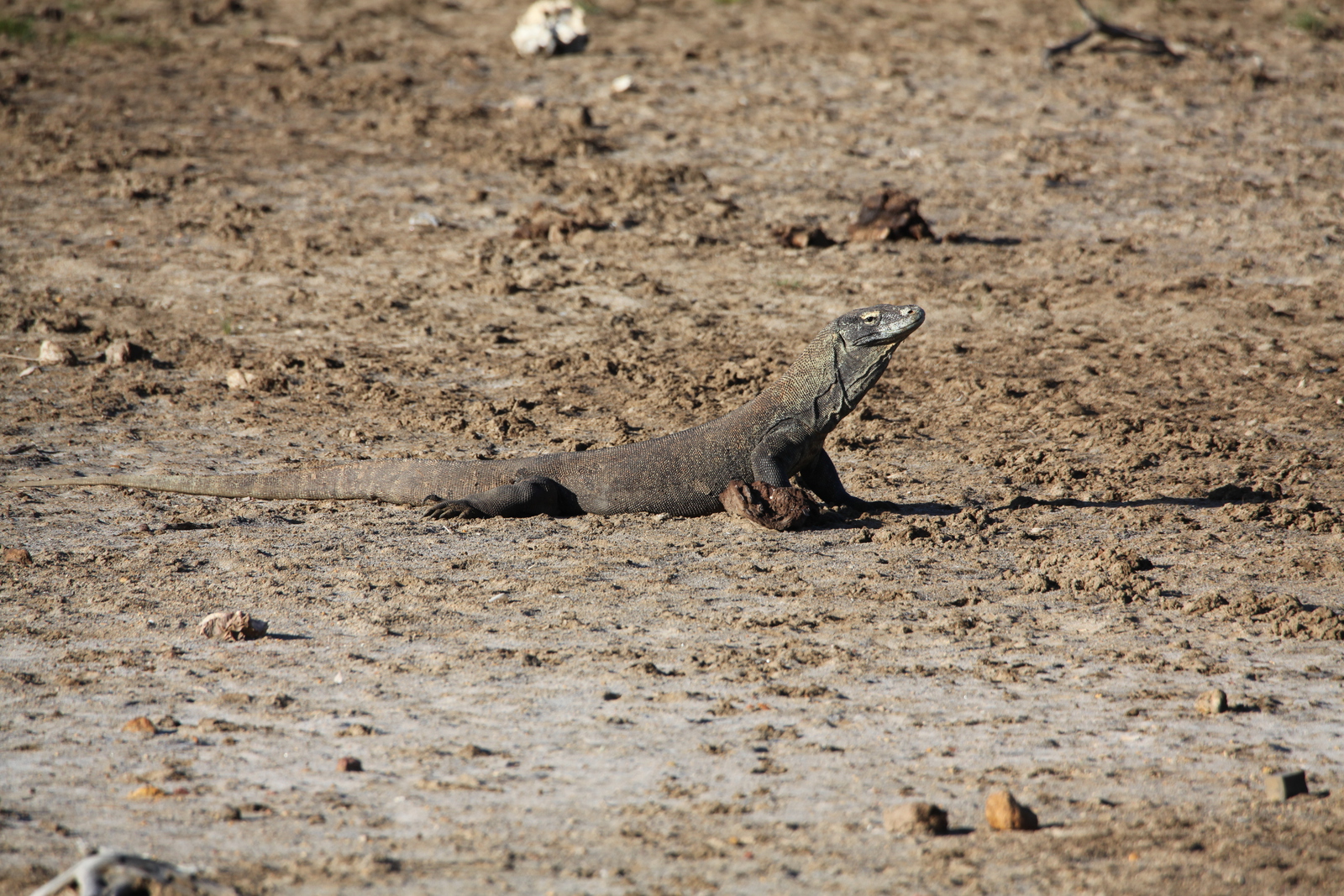 Loh Buaya: Komodovaraan (Varanus Komodoensis) .0352