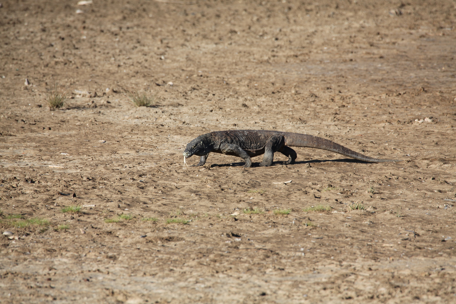 Loh Buaya: Komodovaraan (Varanus Komodoensis) .0362