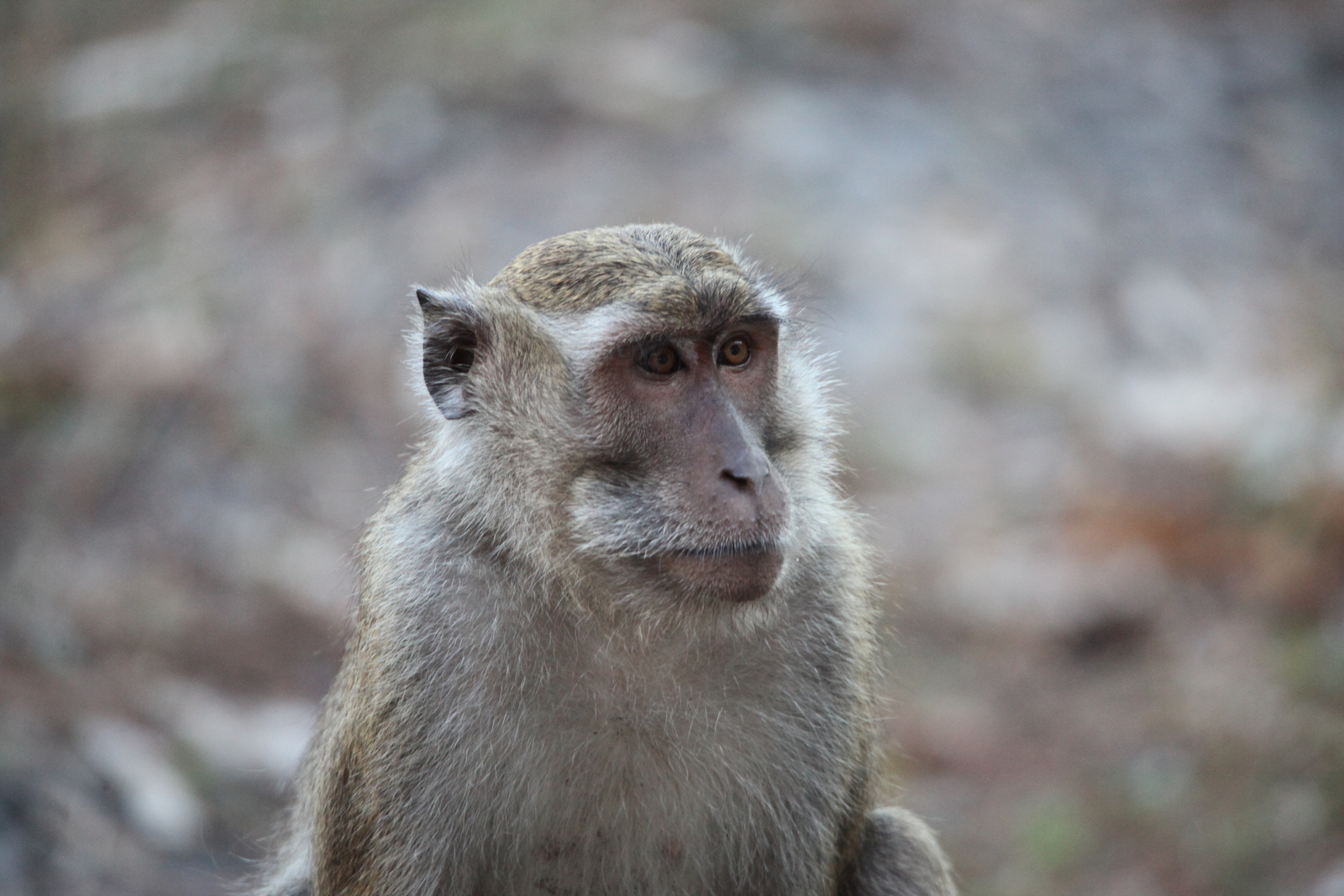 Loh Buaya: Java-aap (Macaca Fascicularis) .0368