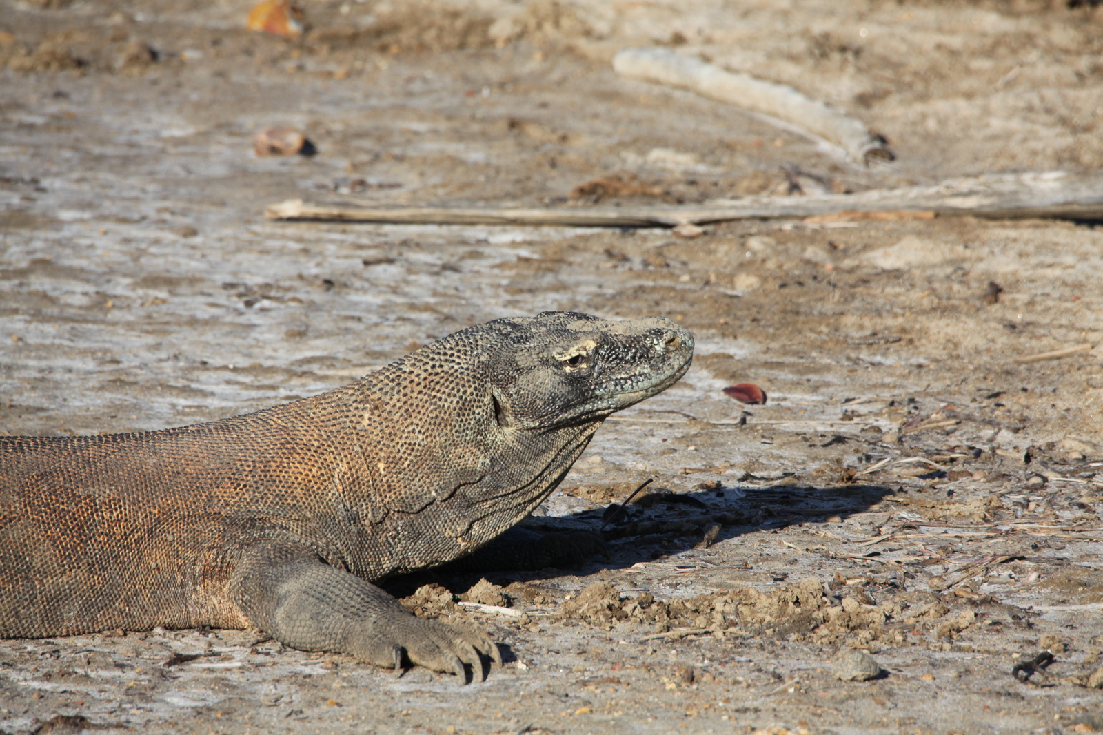 Loh Buaya: Komodovaraan (Varanus Komodoensis) .0365