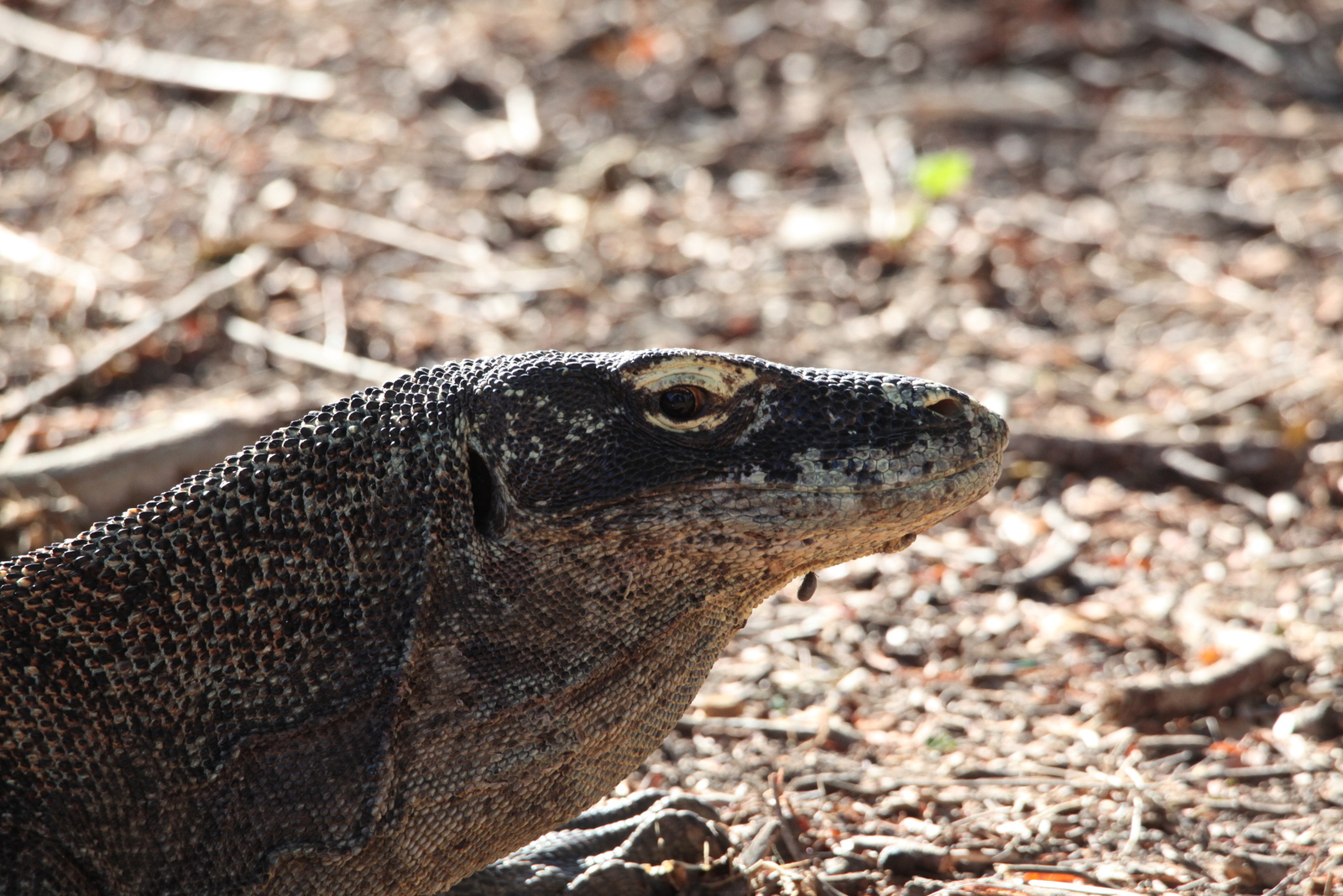 Loh Buaya: Komodovaraan (Varanus Komodoensis) .0379
