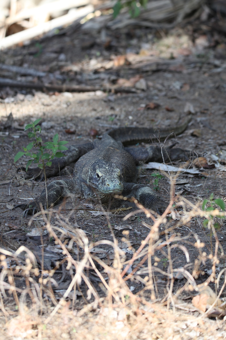 Loh Buaya: Komodovaraan (Varanus Komodoensis) .0391