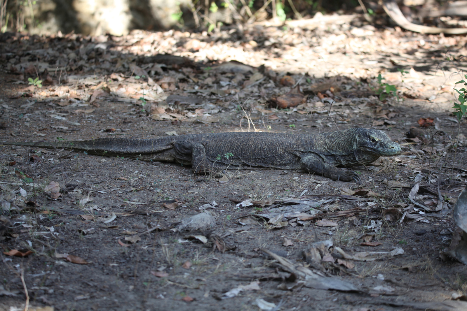 Loh Buaya: Komodovaraan (Varanus Komodoensis) .0394