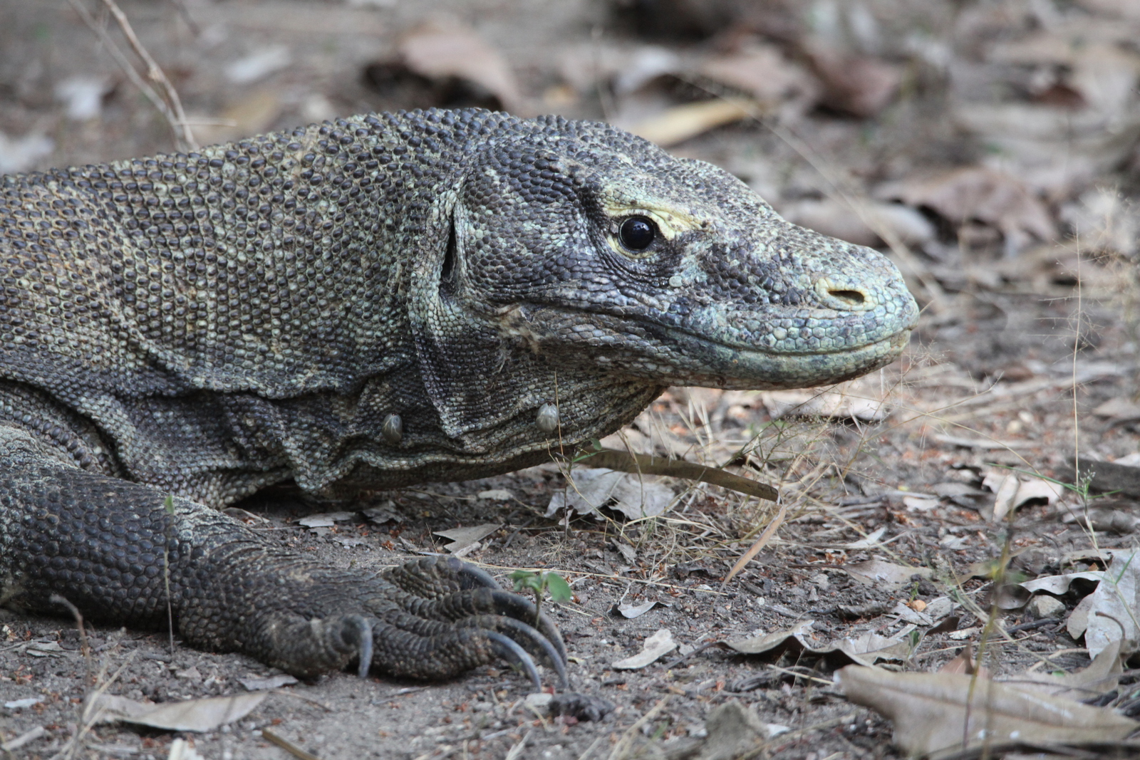Loh Buaya: Komodovaraan (Varanus Komodoensis) .0396