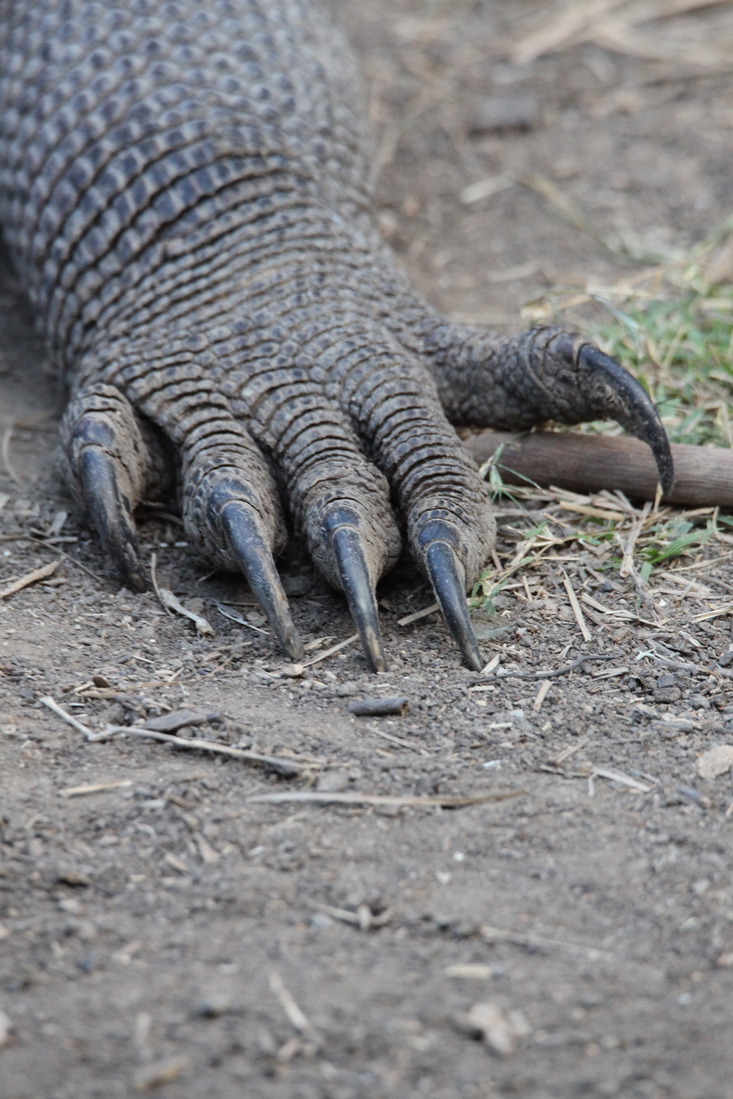 Loh Buaya: Komodovaraan (Varanus Komodoensis) .0399