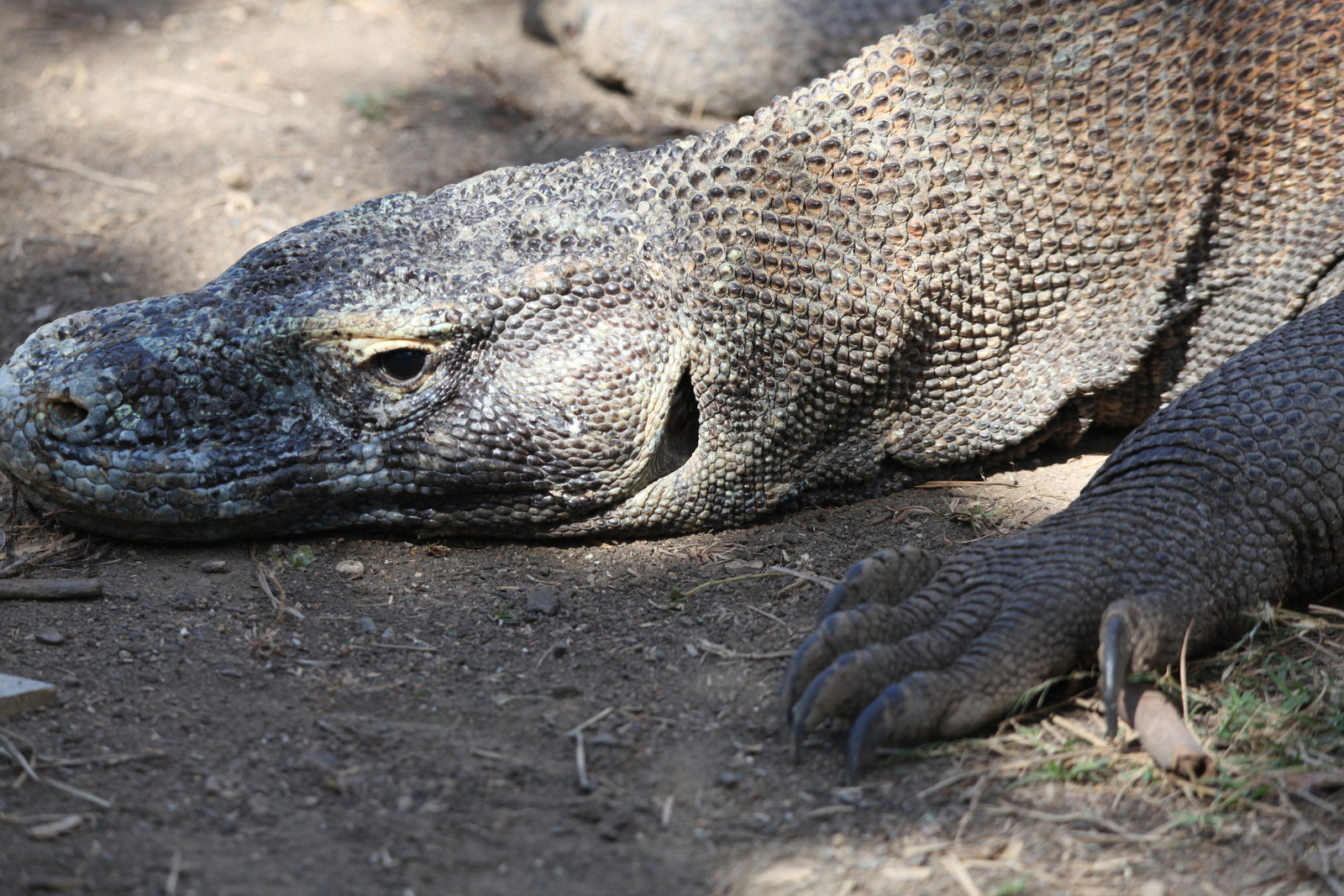 Loh Buaya: Komodovaraan (Varanus Komodoensis) .0406