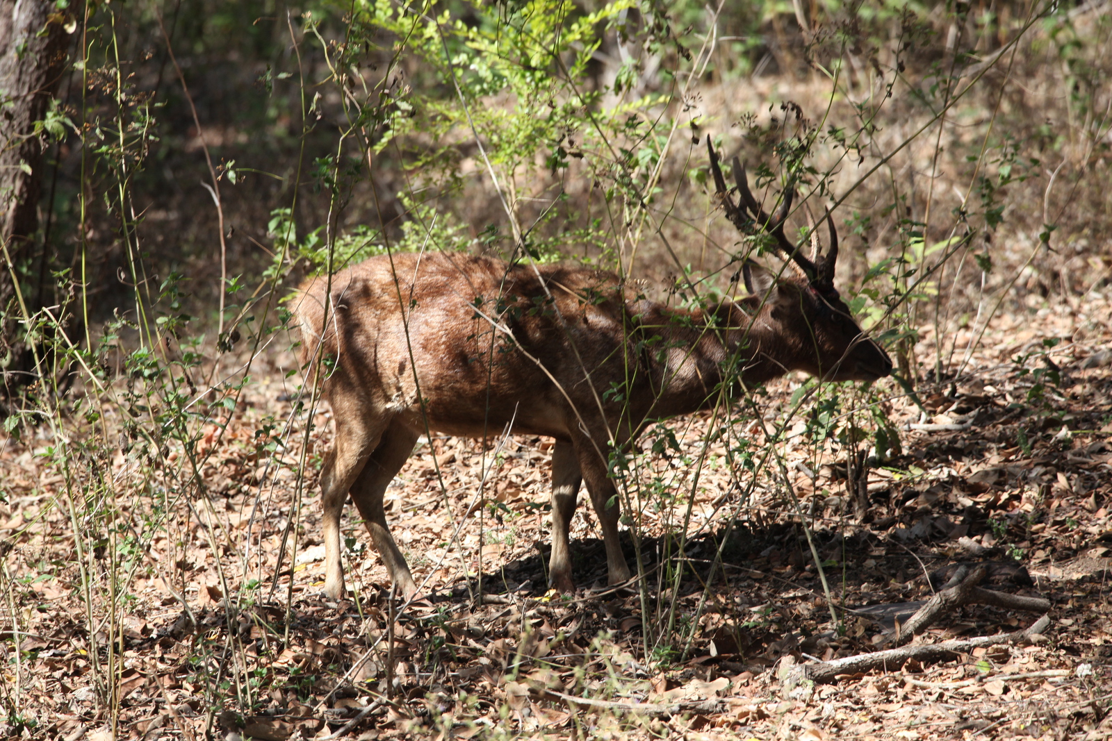 Loh Buaya: Timorhert (Rusa Timorensis) .0409