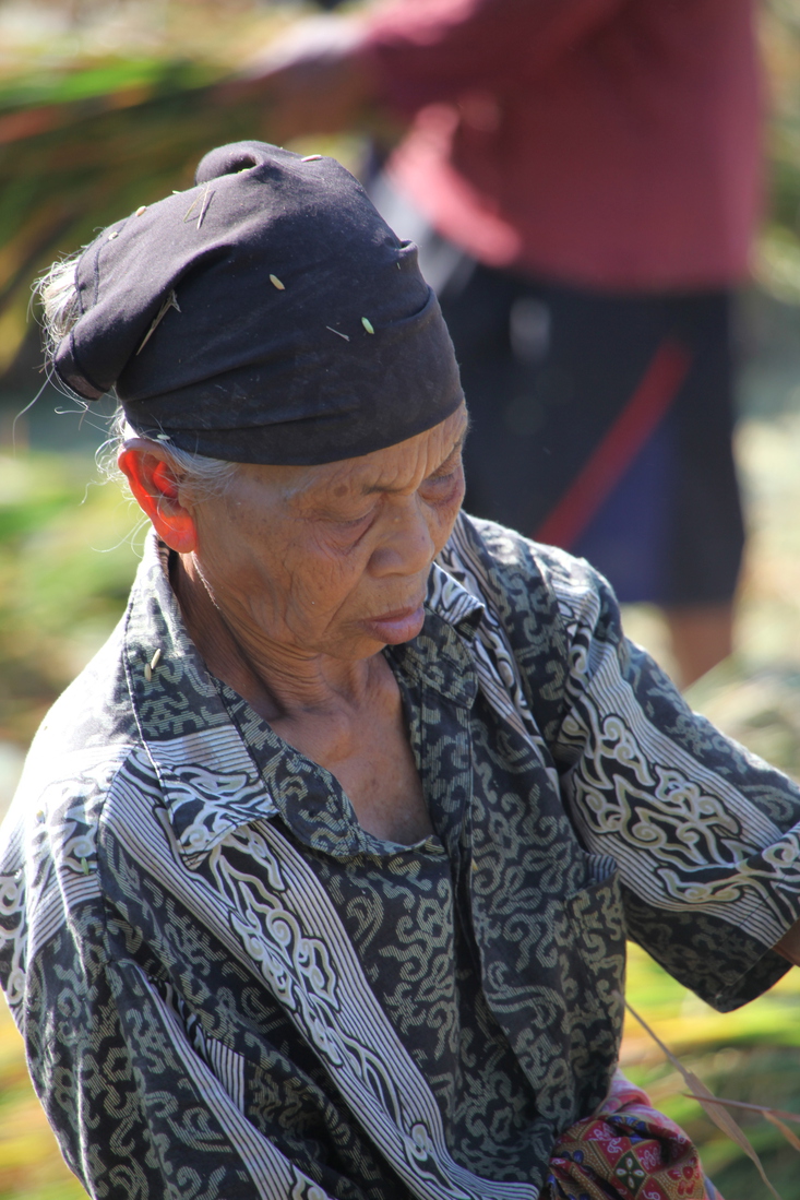 Tetebatu .0526