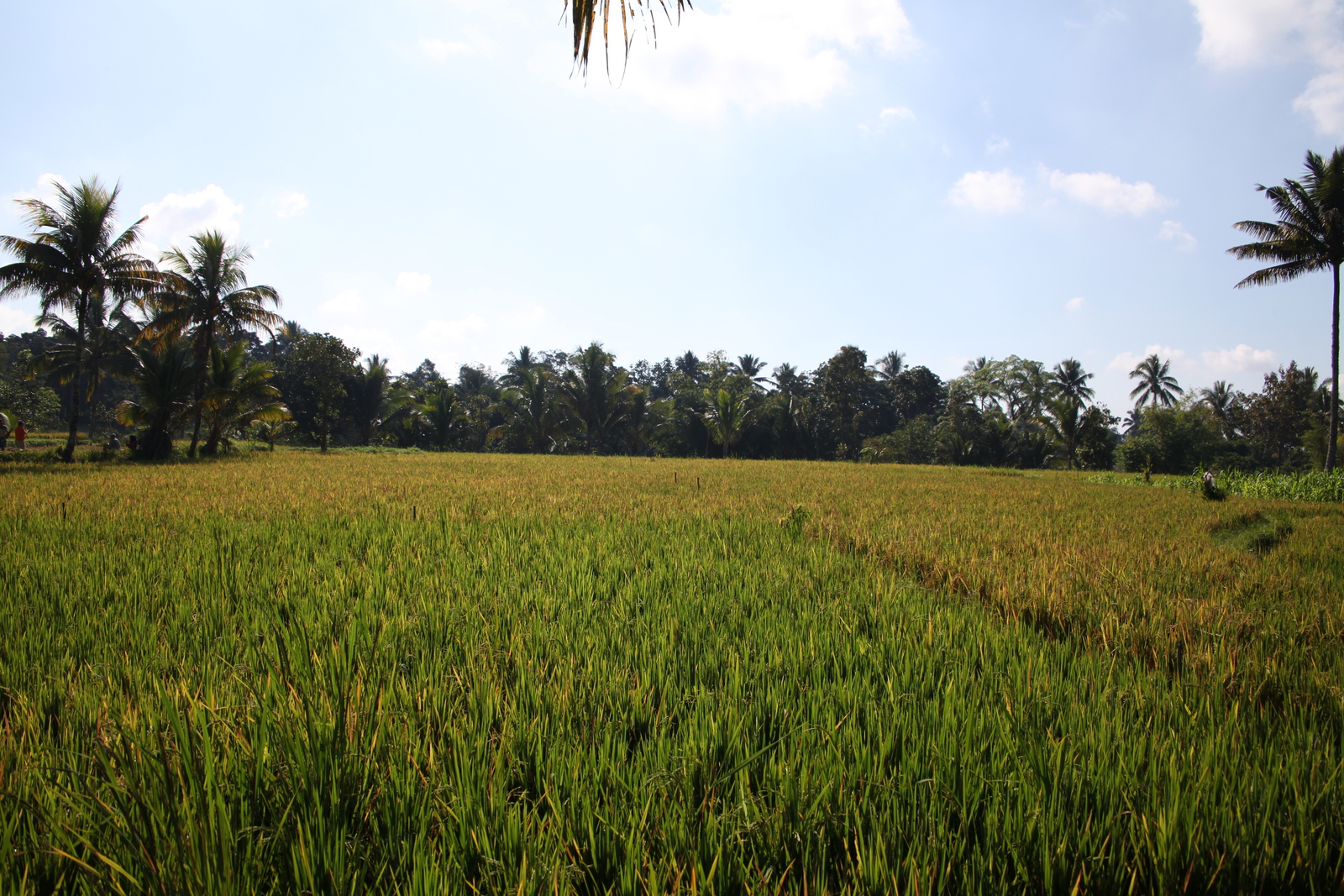 Tetebatu .0540