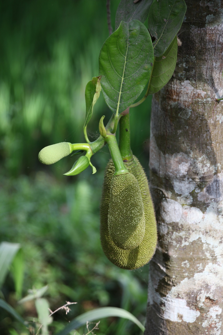 Tetebatu: Jackfruit (Artocarpus Heterophyllus) .0549