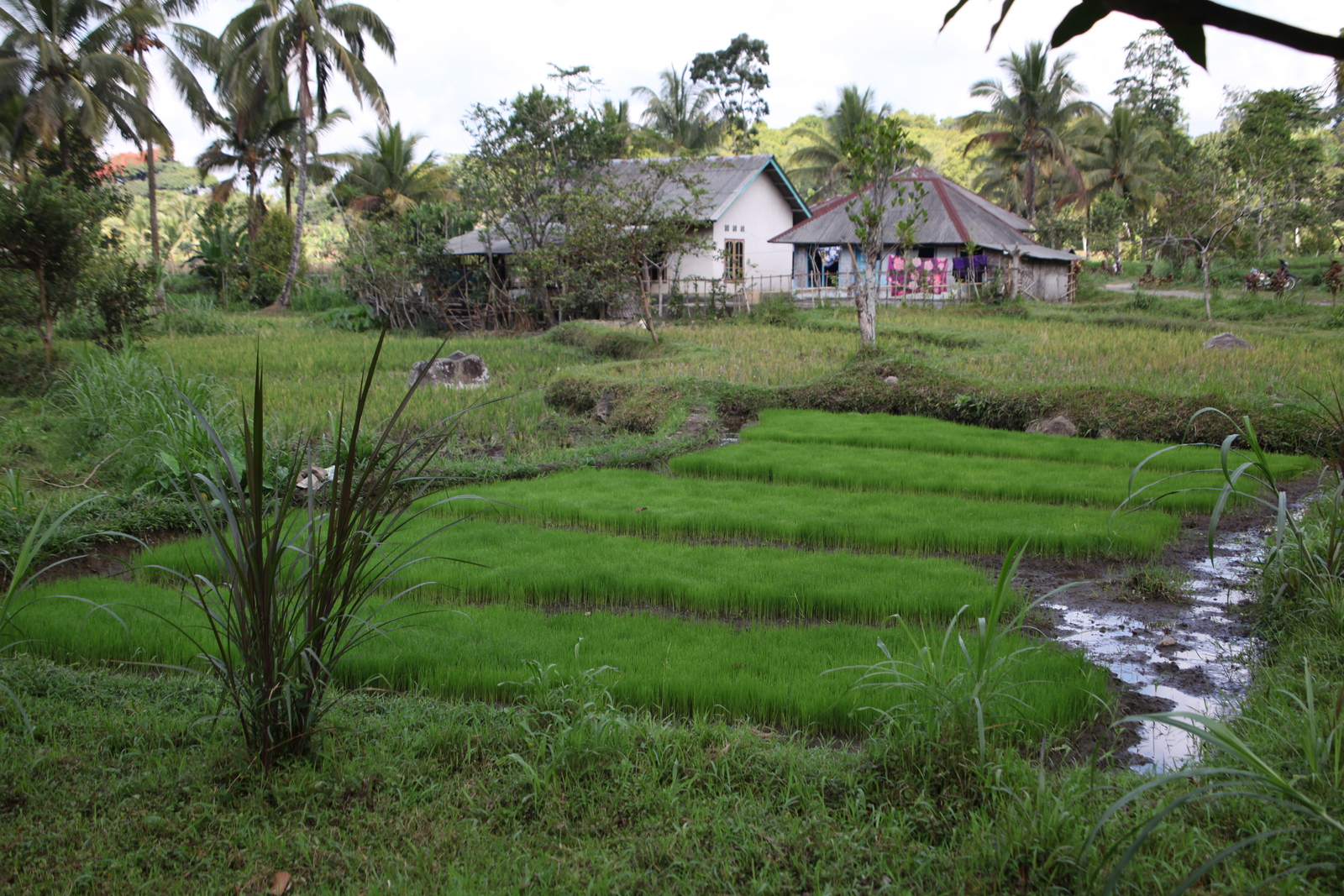 Tetebatu .0551