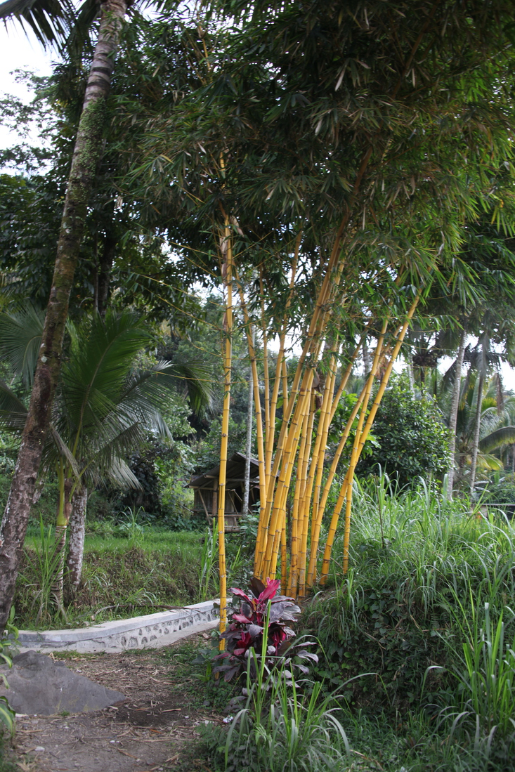 Tetebatu: Bamboe (Bambusa Vulgaris var. Striata) .0552