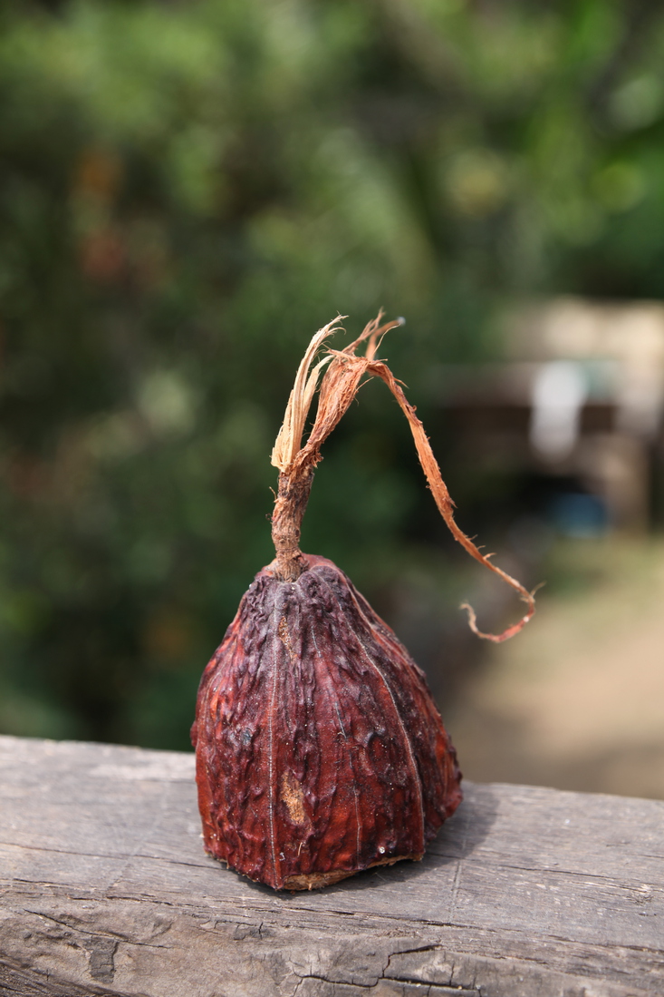 Tetebatu: Cacao (Theobroma Cacao) .0560