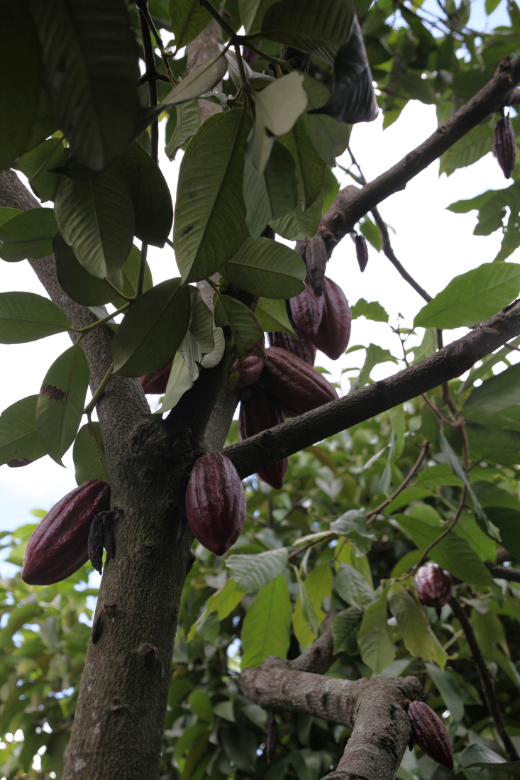 Tetebatu: Cacao (Theobroma Cacao) .0561