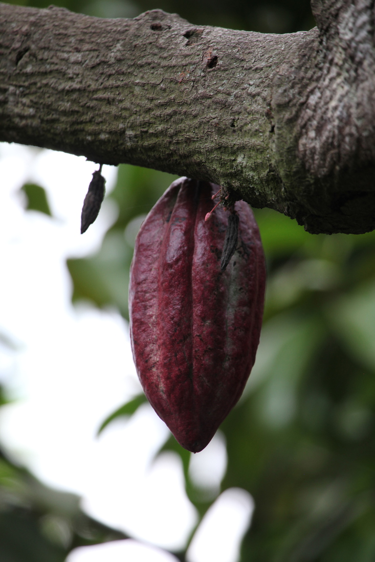 Tetebatu: Cacao (Theobroma Cacao) .0563