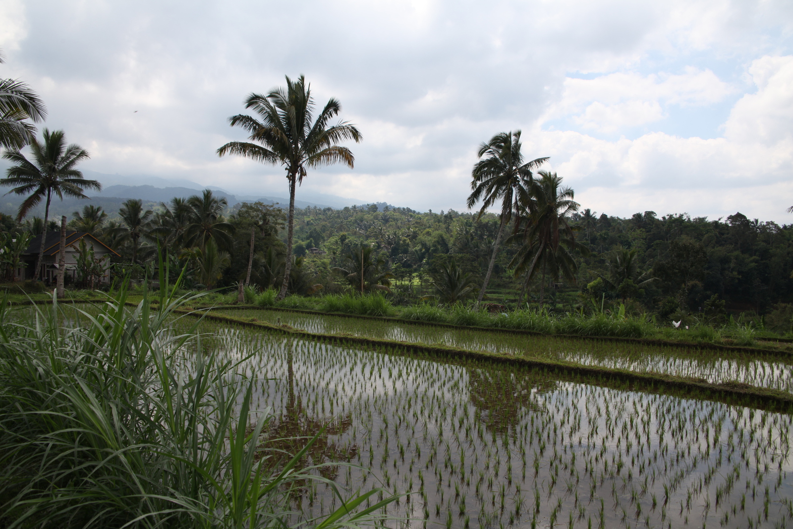 Tetebatu .0577