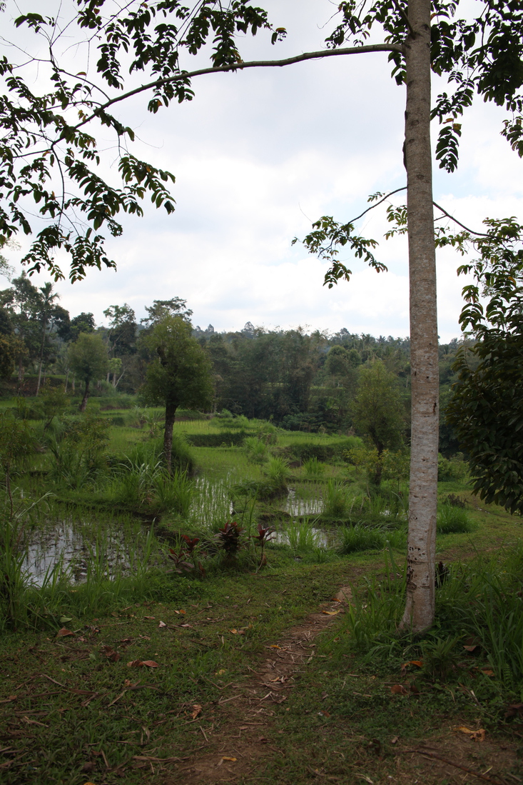 Tetebatu .0579