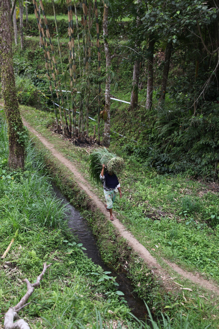 Tetebatu .0582