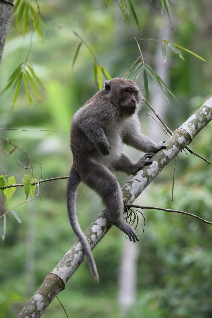 Tetebatu: Java-aap (Macaca Fascicularis) .0586