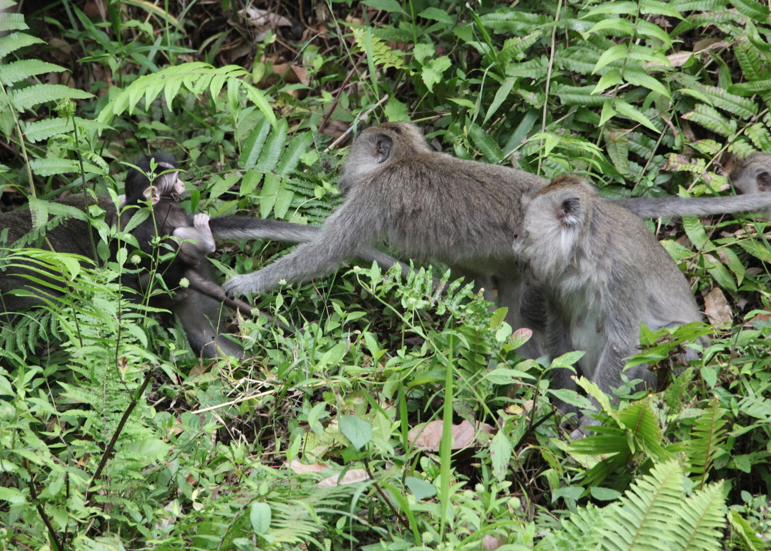 Tetebatu: Java-aap (Macaca Fascicularis) .0604