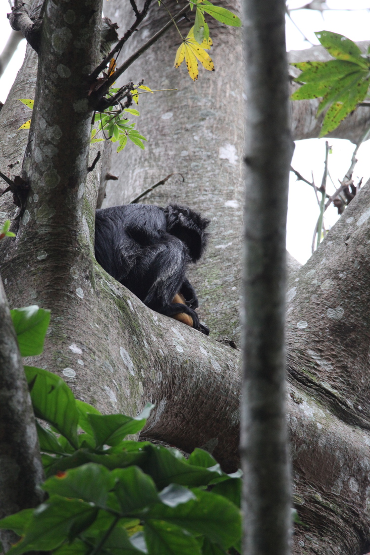 Tetebatu: Javaanse Langoer (Trachypithecus Auratus) .0612