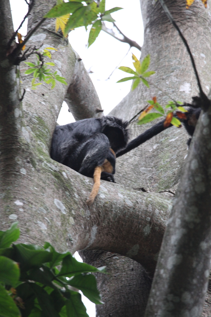 Tetebatu: Javaanse Langoer (Trachypithecus Auratus) .0613