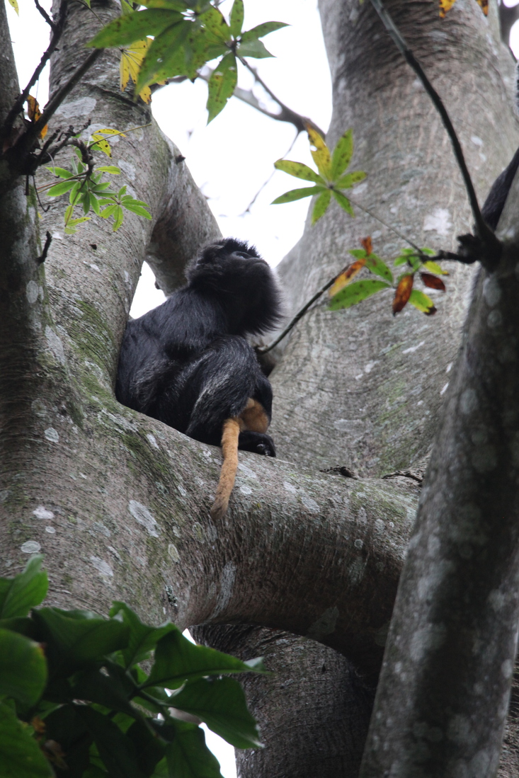 Tetebatu: Javaanse Langoer (Trachypithecus Auratus) .0615